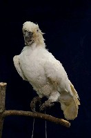 藏品(葵花鳳頭鸚鵡)的圖片